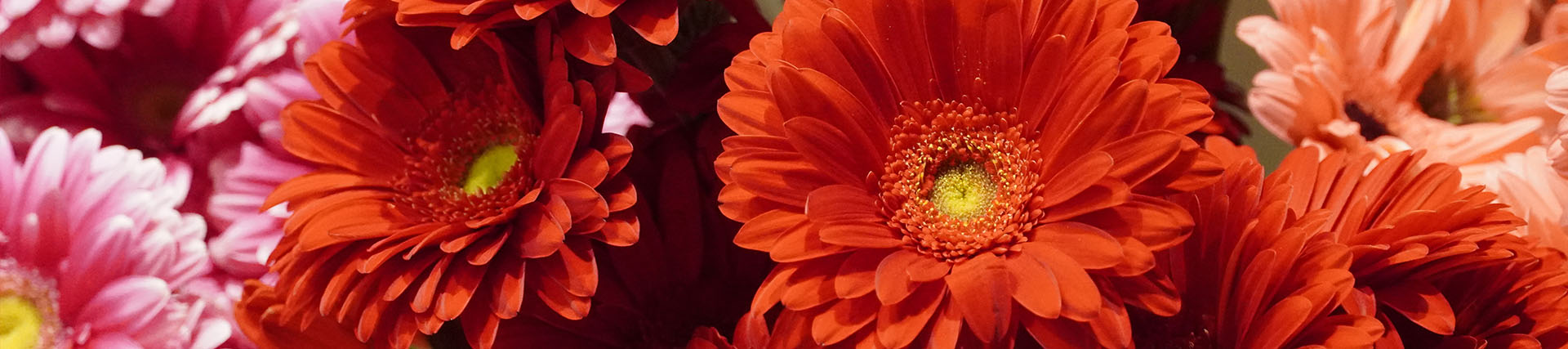 A short banner crop of red, orange, and pink gerbera daisies packed close together.