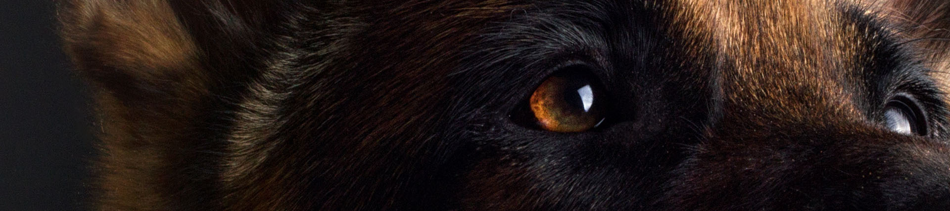 A short banner crop of a dog's amber eye and the fur around its face.