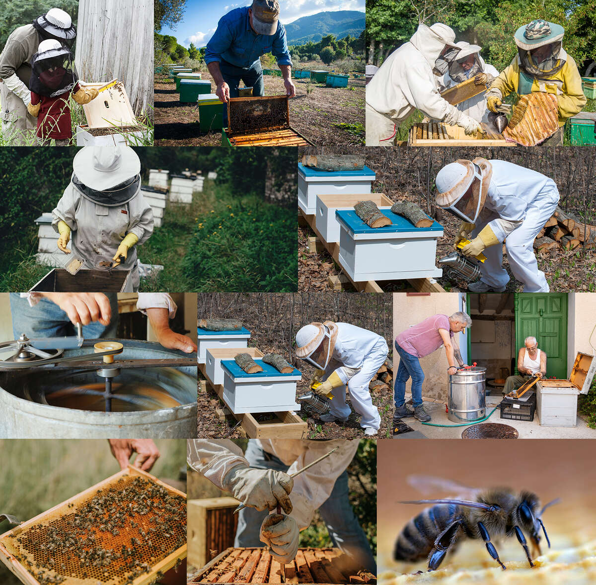 Photo collage of beekeepers at club events including hive inspections, mentoring beginners, extracting honey, and apiary days.
