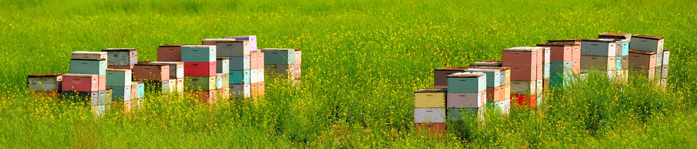 Rows of beehives in a field under an open sky, representing the local associations, guilds, and apiary clubs that run on Clubistry.