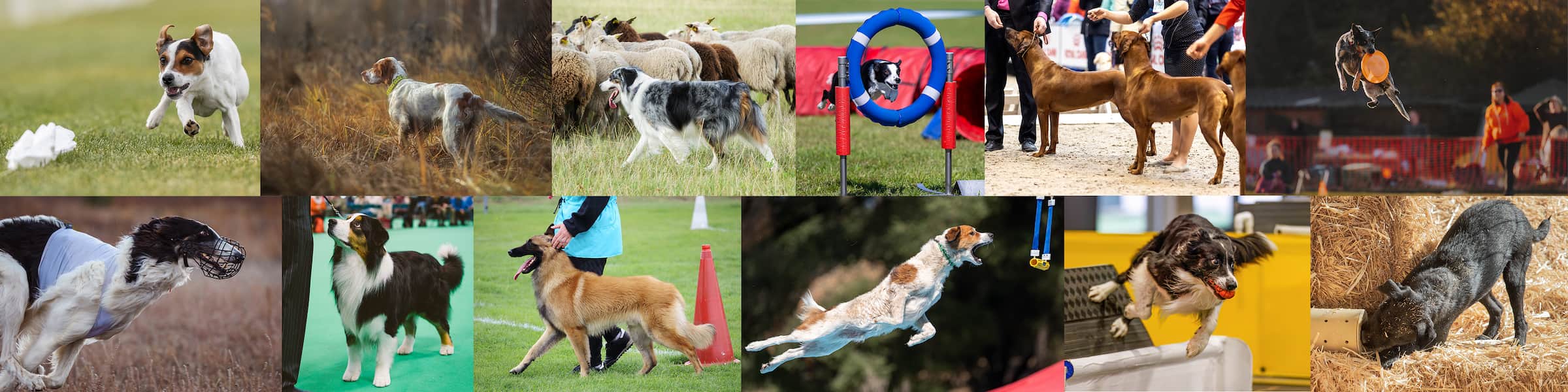 Photo collage of dogs in different club activities including conformation, obedience, agility, coursing, scent work, herding, barn hunt dock diving, and more.