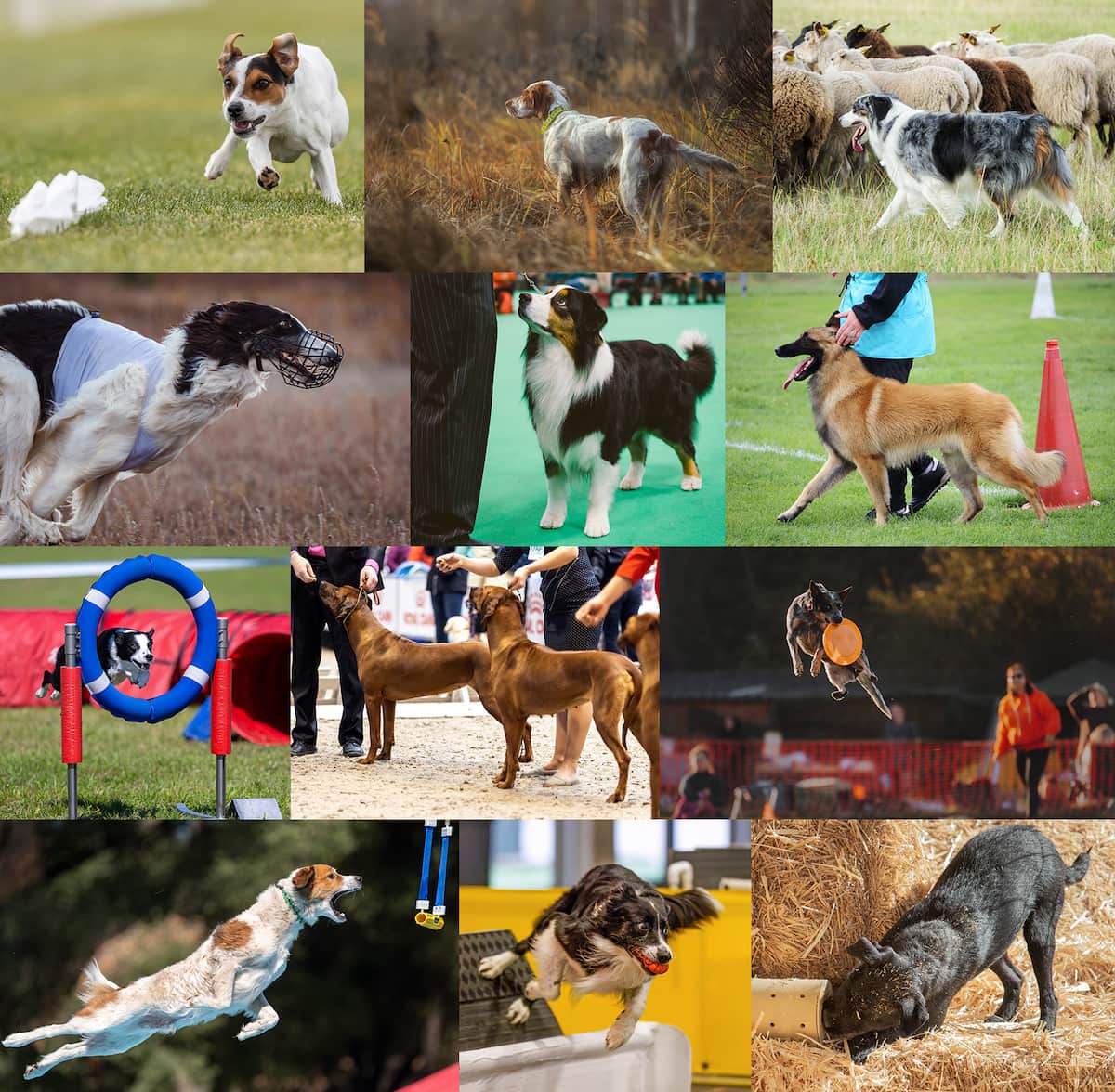 Photo collage of dogs in different club activities including conformation, obedience, agility, coursing, scent work, herding, barn hunt dock diving, and more.