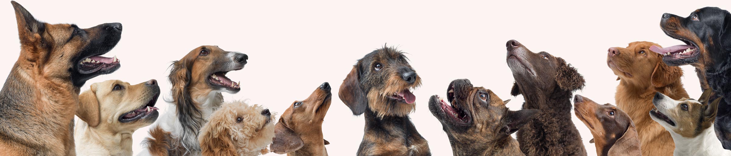 A group of different dog breeds looking upward, representing the variety of breed, training, and dog sport clubs that run on Clubistry.