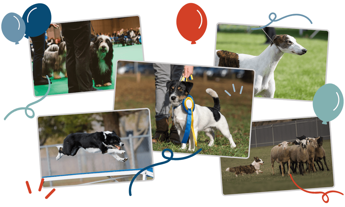 Photo collage of various dog breeds with illustrated celebratory balloons, representing the diversity of breed clubs, training clubs, and sport clubs Clubistry supports.