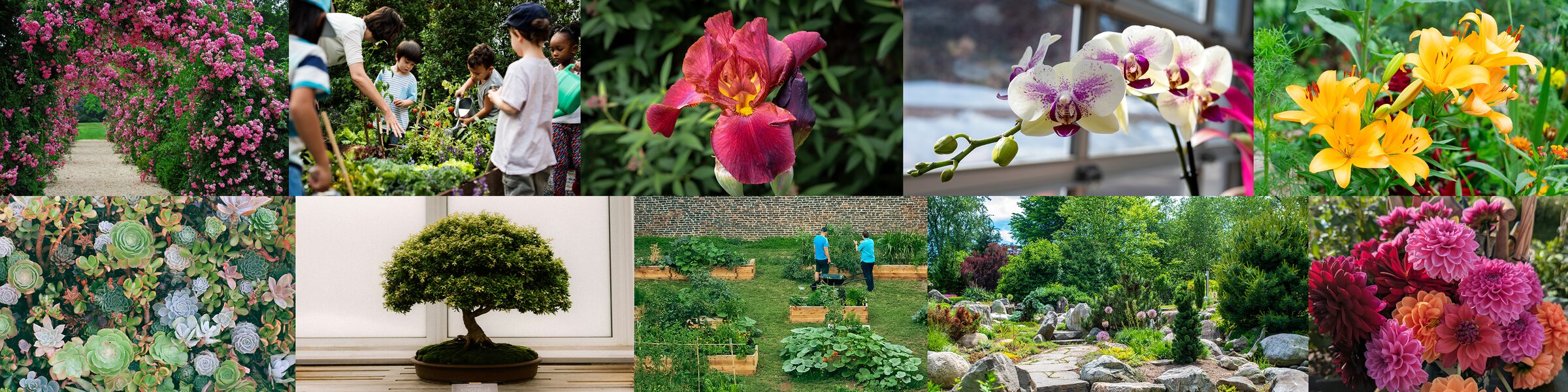 Photo collage of garden club life including a rose arbor, children planting with a mentor, a burgundy iris, orange lilies, orchids, a bonsai, a poppy bed, a rock garden, succulents, dahlias, and community raised beds.