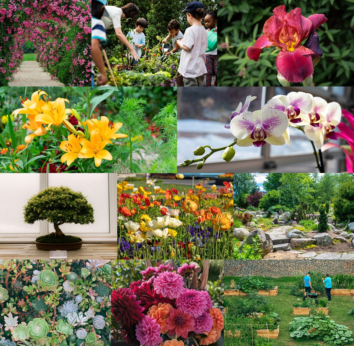 Photo collage of garden club life including a rose arbor, children planting with a mentor, a burgundy iris, orange lilies, orchids, a bonsai, a poppy bed, a rock garden, succulents, dahlias, and community raised beds.