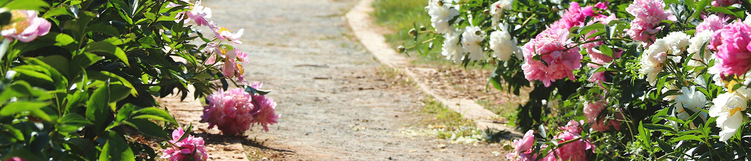 A garden path lined with pink and white peonies in full bloom, representing the garden clubs, federations, and plant societies that run on Clubistry.
