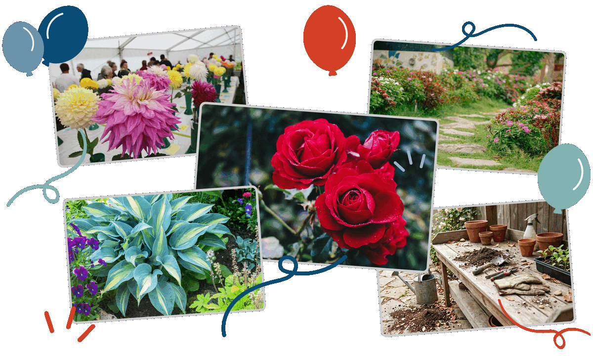 Photo collage of a dahlia show under a tent, red roses, a flower-lined garden path, a variegated hosta with violets, and a potting bench with terracotta pots, with illustrated celebratory balloons, representing the garden clubs and plant societies Clubistry supports.